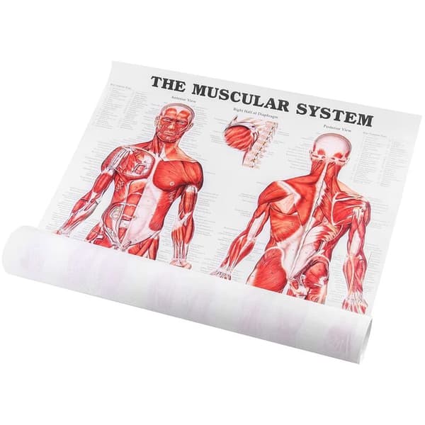 Brain Anatomy Poster, 2-Pack Laminated Human Brain Maps, Medical Quick Guide, Human Muscle
