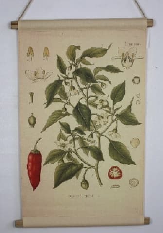 016 Kangasbonadi Chili Multi
