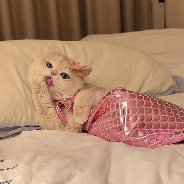 Sjöjungfrukostym för katt, rosa, M Rosa M.