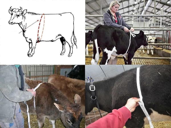 Gård Bærbar Vandtæt Målebånd til Kvæg (250CM) 1 Styk