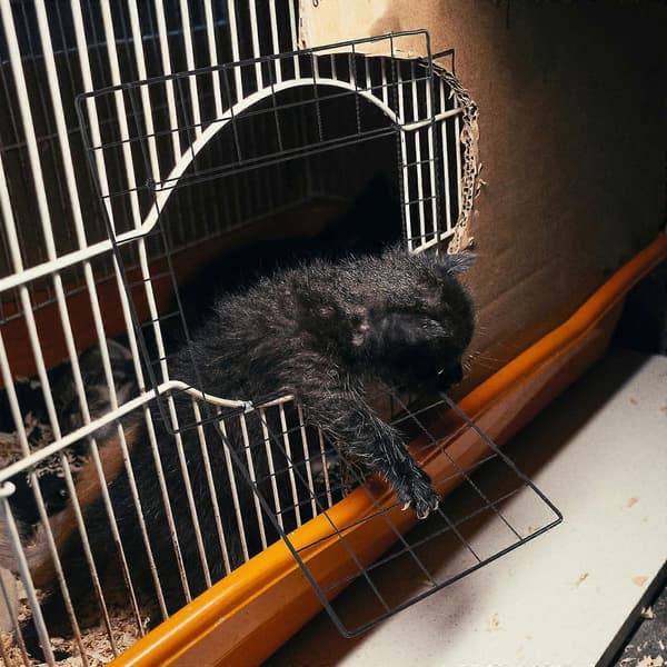 Monterbar Hundeburdør Lekegrind Kjæledyrvalpeburdør Jernburdør
