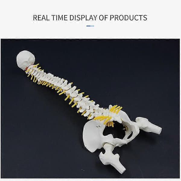 45 cm Mänsklig ryggrad med bäcken, anatomisk modell, PVC, vit, med stativ