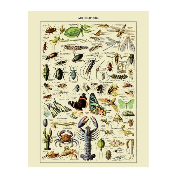 Adolphe Millot Arthropodes Tryck 40cm x 30cm Monivärinen Multicoloured 40cm x 30cm