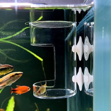 Akvariefoderdispenser, 10x6cm Flydende & Synkende Akvariefoderbakke Beholderholder med Sugekopper til Fodring af Skildpadder og Rejer
