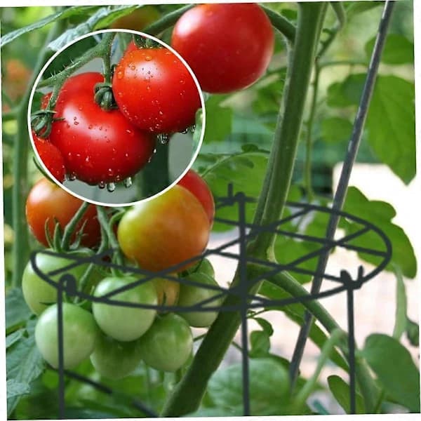 Plant Support Removable Garden Plant Cages for Peonies Roses Tomatoes Orchids Green 2-pack