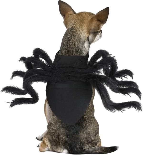 Halloween-kostyme edderkopp for hund og katt, justerbar, medium