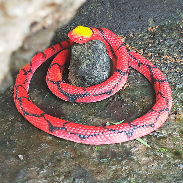 1 stk. Simulert gummislange Falsk rød python Dyreleke Hallow