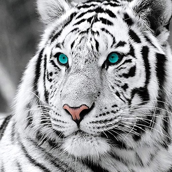 Diamond painting White Tiger 30*30cm, Animal Diamond Embroidery DI