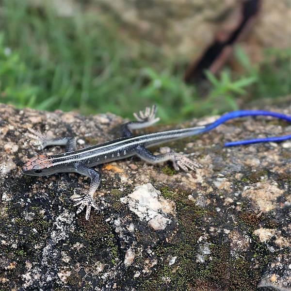 Søte plastreptil leketøy gaver Morsomme leker Morsomme gaver