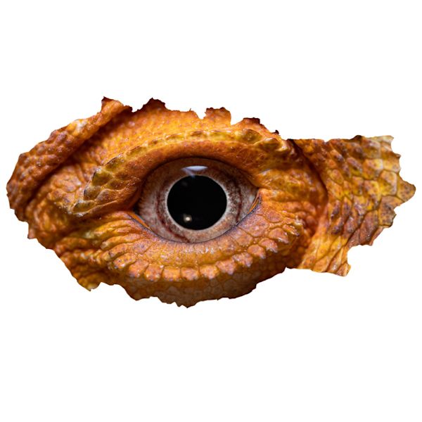 3D Bruten Vägg Vision Dinosaurie Ödla Ögon Väggklistermärke Livi