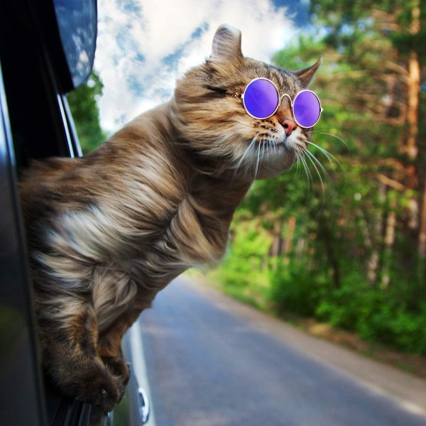 5 st katt solglasögon roliga husdjur solglasögon små hund solglasögon
