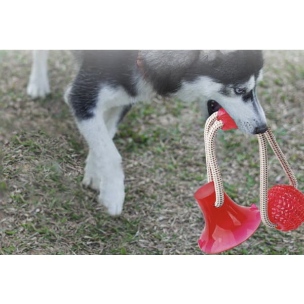 Punainen lemmikkilelu, itse leikkivä kumipallolelu imukupilla Dog C