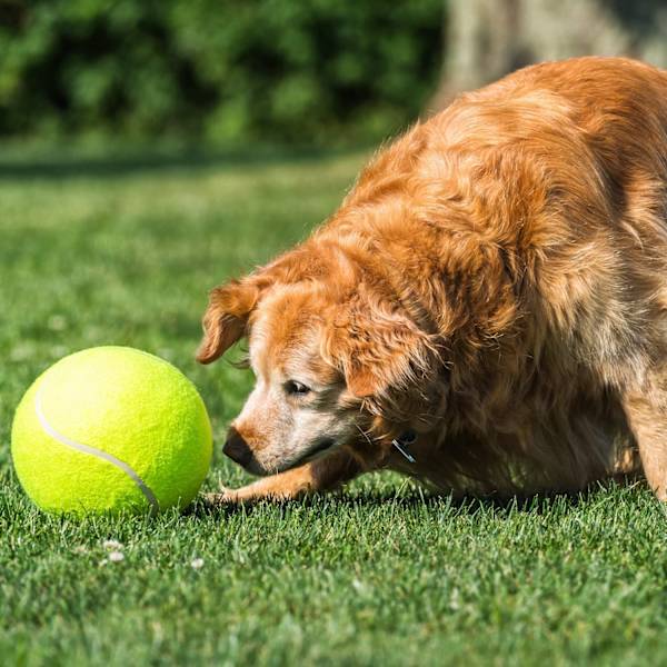 Stor tennisball for hund - Stor gigantisk oppblåsbar kjæledyr tennisleke