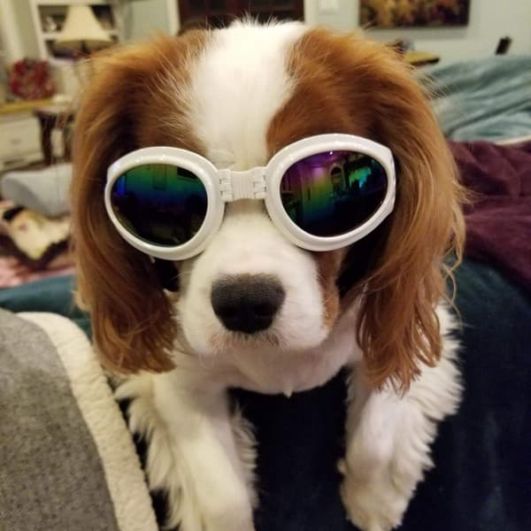 Koira Goggles Silmäsuojaus Vedenpitävät Lemmikkiaurinkolasit Do