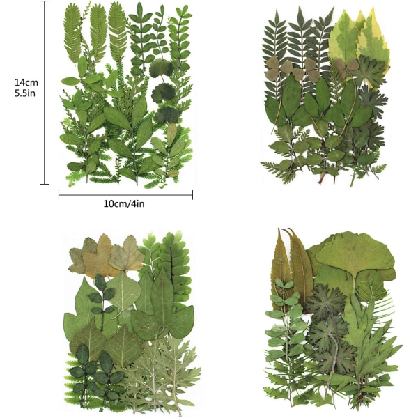 4 Pakke Tørkede Pressede Blader Herbarium Plante Kronblad Blader Mix Ekte