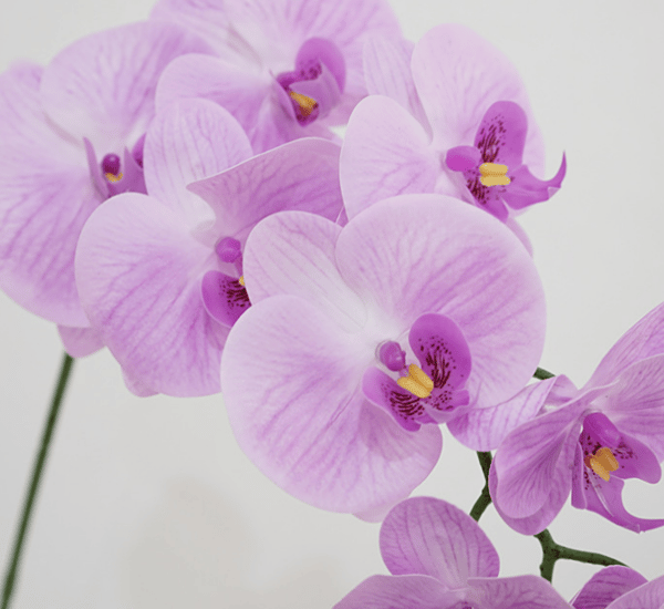1 simuleringsblomst føles Phalaenopsis husholdningsmodell rom d