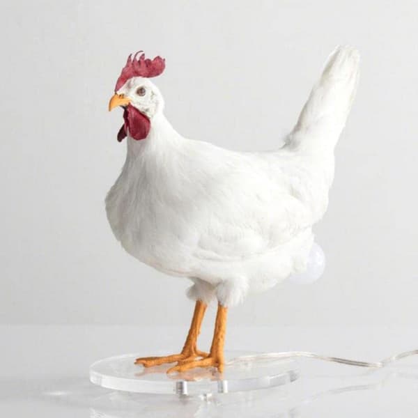 Led Kylling Lampe Egg Nattlampe Taksidermi Egg Skrivebordslampe