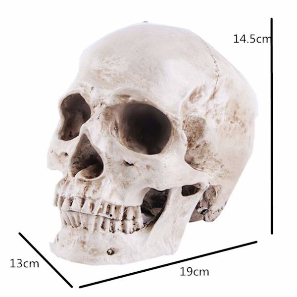 Malli 1: 1 Ihmisen kallo Anatomian opetus, Koristelu Kallo