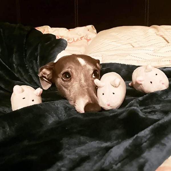 Musleksak för hund, pipande hund leksak, hållbar interaktiv pussel för S