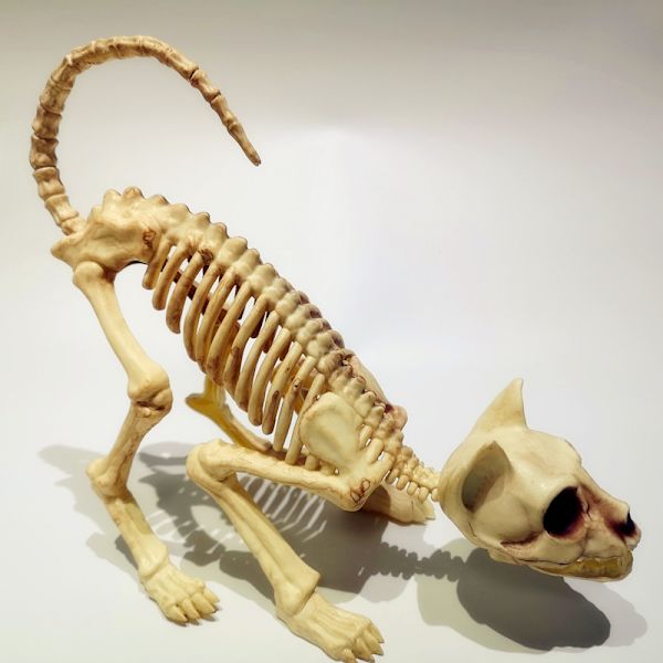 1-pack Halloween trick dekoration rekvisita Skelett katt skelett Re