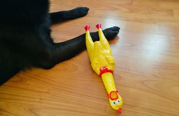 Mellemholdbar firebenet squeaky kylling gummi kylling hund gør