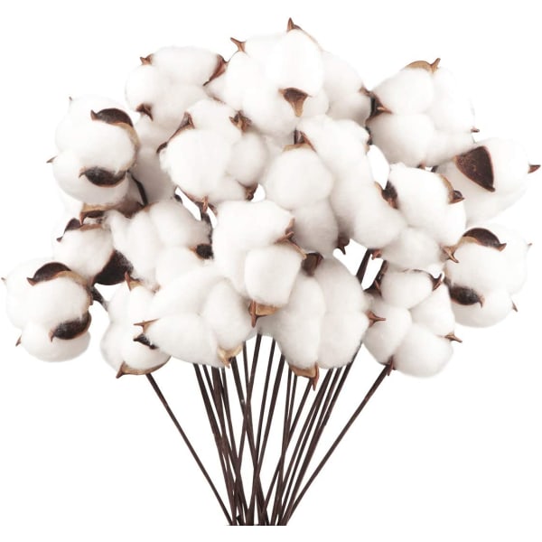 20 Pack Natural Cotton Flowers Kuivatut kukat Puuvillavarsi Natural d8da |  Fyndiq