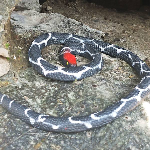1 stk. simuleret gummislange falsk rød python dyr legetøj Hallow