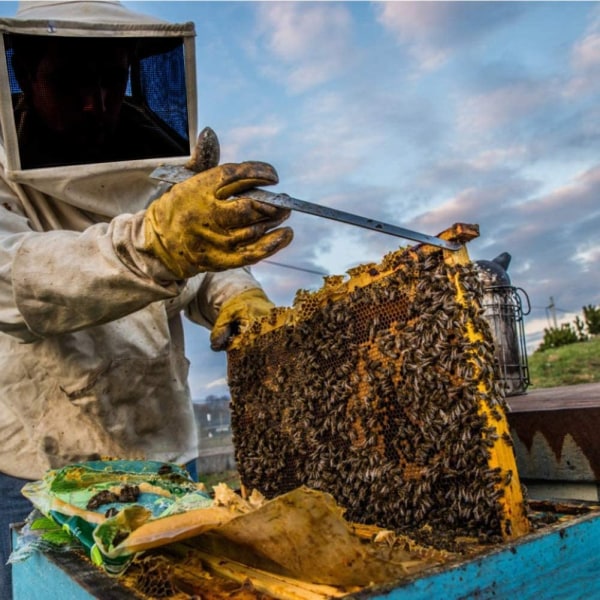 Mehiläishoitohanskat, kestävä pitkähihainen lampaannahkasuojakäsine