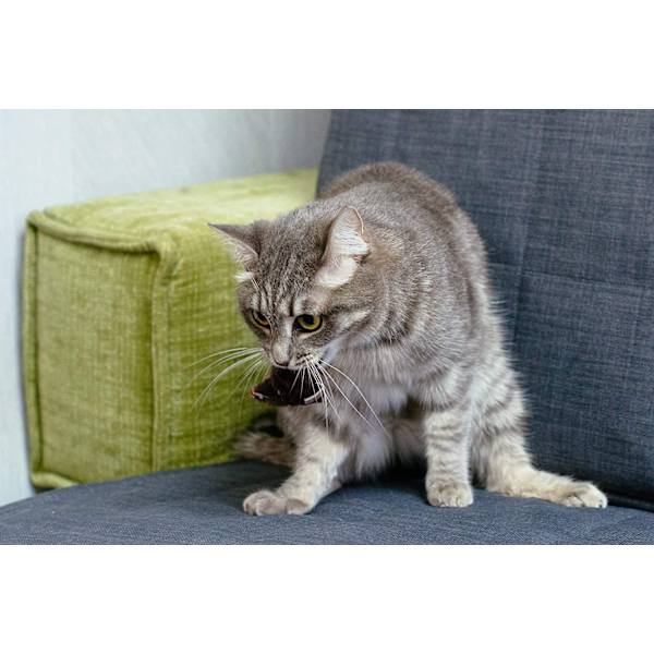 5 st (färg) plysch imitation mus katt rolig självslag katt leksak, Pla