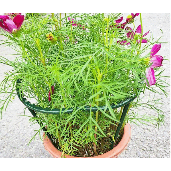 12 st trädgårdsstöd för växter, halvrunda växtstöd, plaststöd för blomkrukor, klätterstöd för små växter, blommor och grönsaker (14,5 x 25 cm)