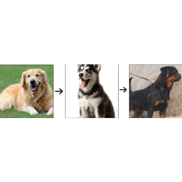 Koiran kaulapanta Koiran kaulapanta (M-2,5 mm x 50 cm) Teräksinen, vahva säädettävä koira