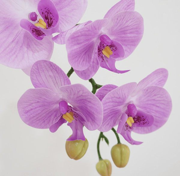1 simuloitu kukka tuntuu Phalaenopsis kotitalous malli huone d