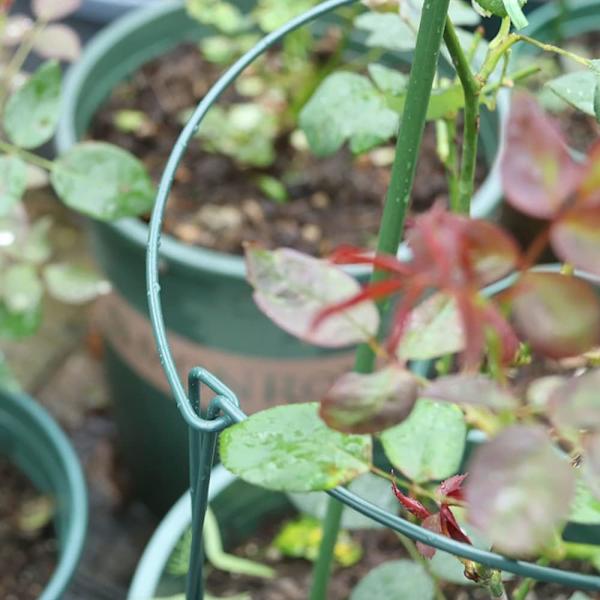 10 puutarhakasvien tukikeppiä, puolipyöreä puutarhakasvien tukikeppi tomaatille, pionille, hortensia, köynnökselle, kiipeilykasveille, kukille sisä- ja ulkokäyttöön (20 x 35 cm)