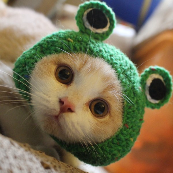 Grön (S lämplig för katter) Cap Rolig hatt Rolig hatt Cartoon Frog S