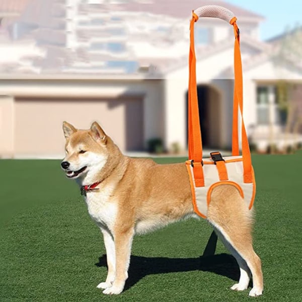 Oranssi koiran apuhihna (M vyötärö 35-45cm, jalka 24cm), mesh li