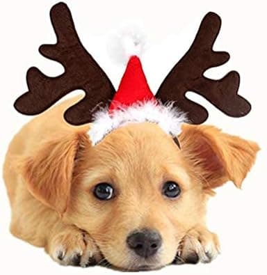 Jouluinen lemmikkipanta jouluhatulla