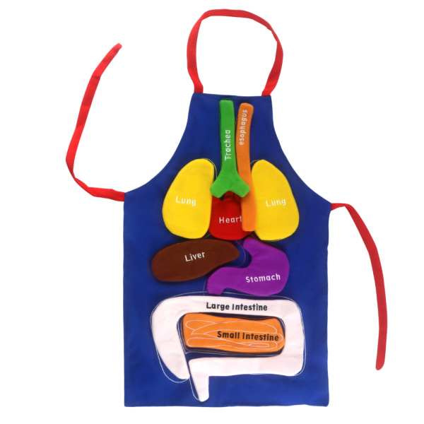 Orgelförkläde - Ett viktigt organförkläde för barn att förstå kroppens inre struktur - Pedagogiska gåvor