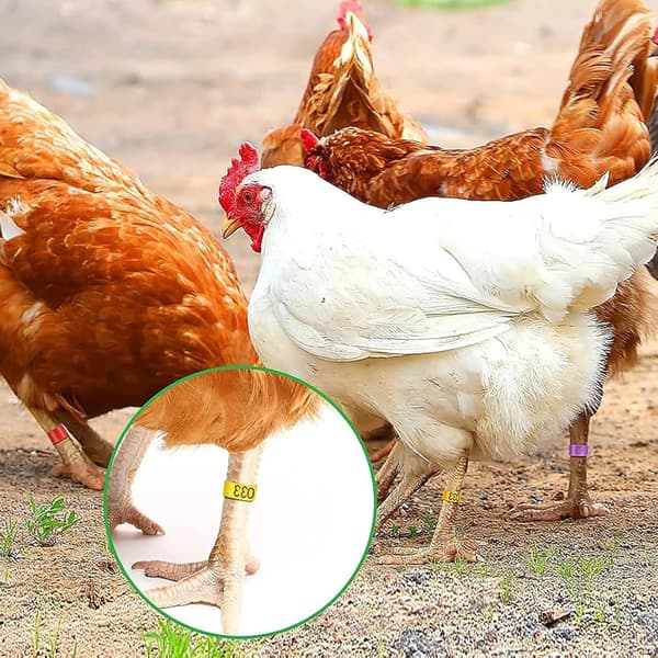100-pack Kycklingidentifieringsbenringar, Kycklingmärken för ben