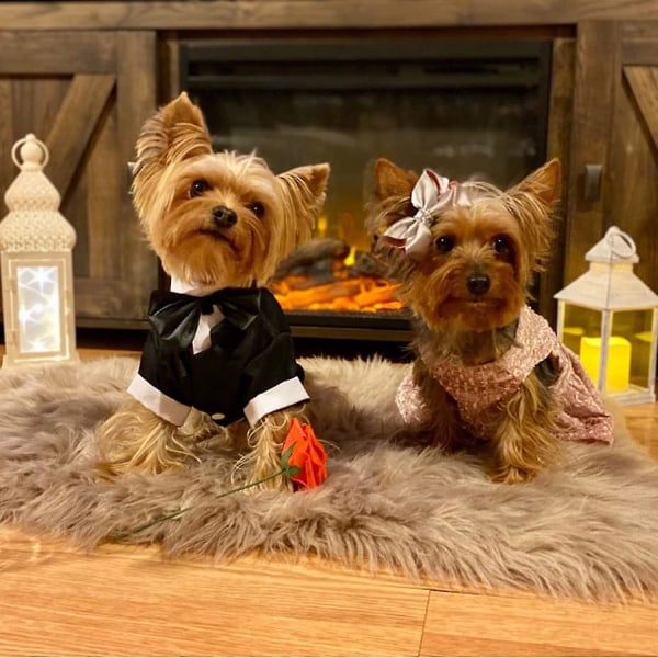 Hundtröja Valpkläder, Pet Bröllop Kostym Formell Smoking Med Bla