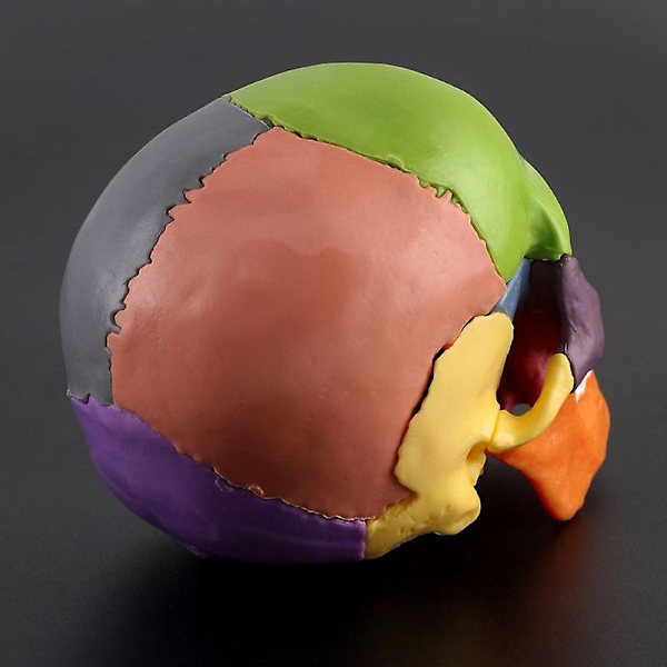4D Isärplockad Färgad Skalle Anatomisk Modell Avtagbar Läromedel