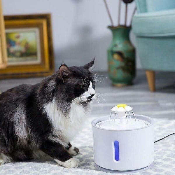 Automatisk vattenfontän och dispenser för katter