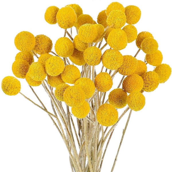 48 st Torkade Blommor Torkade BillyBalls Torkade Craspedia Blommor