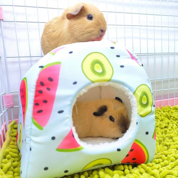Sukkervæsel Rede Marsvin Varm Rede Hamster Vinter Rede Hamster Svampe Skjulested
