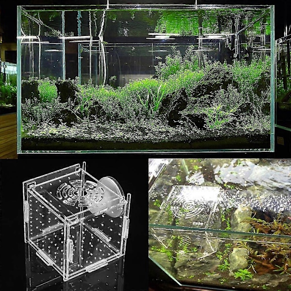 Fiskodlingslåda Akvarium Liten Inkubator Med Sugkopp För Nyfödda Räkor
