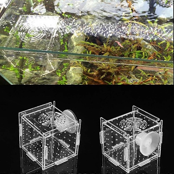 Fiskodlingslåda Akvarium Liten Inkubator Med Sugkopp För Nyfödda Räkor