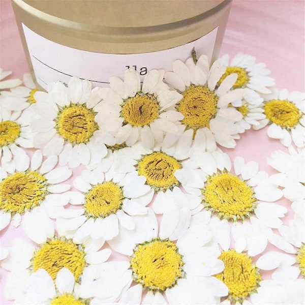 Torkade Blommor Vit Prästkrage Pressad Blomma för Smycken Nageldekaler