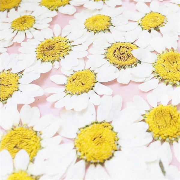 Torkade Blommor Vit Prästkrage Pressad Blomma för Smycken Nageldekaler