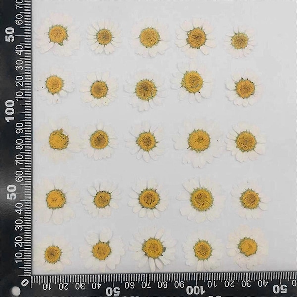 Torkade Blommor Vit Prästkrage Pressad Blomma för Smycken Nageldekaler