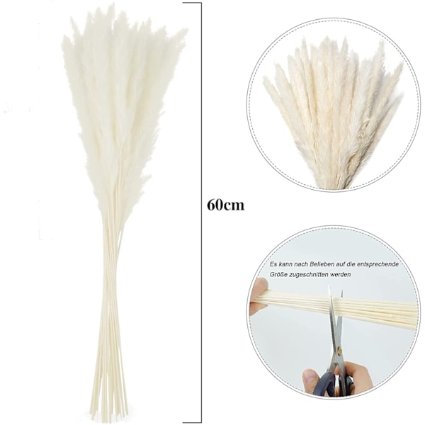 Tørket Pampasgress, Naturlig Pampasgress Tørket, Pampas