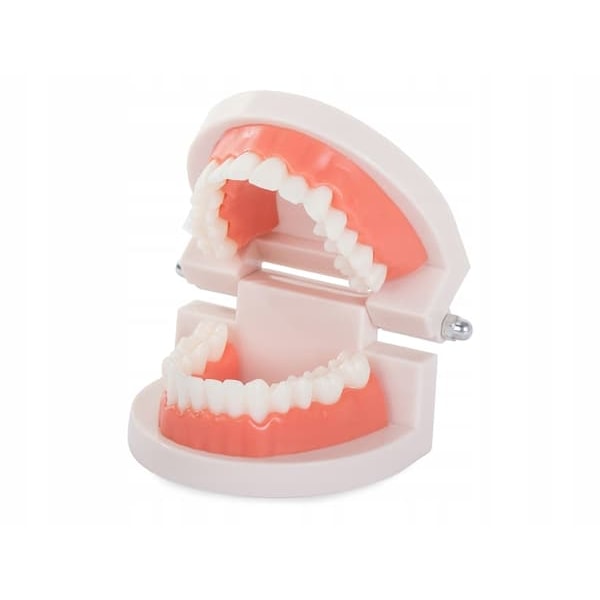 Anatomisk Tandmodel - Tandprotese